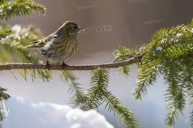 Carduelis spinus, siskin, spinus spinus, siskin, birds, female, passeri, snow, songbirds, songbirds, birds, female, winter