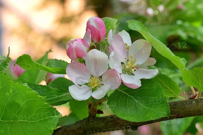 Apple blossoms (Malus), white blossoms with bokeh in the background, Wilnsdorf, Nordrhein. Westphalia, Germany
