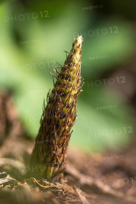 Equisetaceae, equisetum telmateia, giant horsetail, horsetail, great horsetail, high size, vertical format, northern giant horsetail, plants