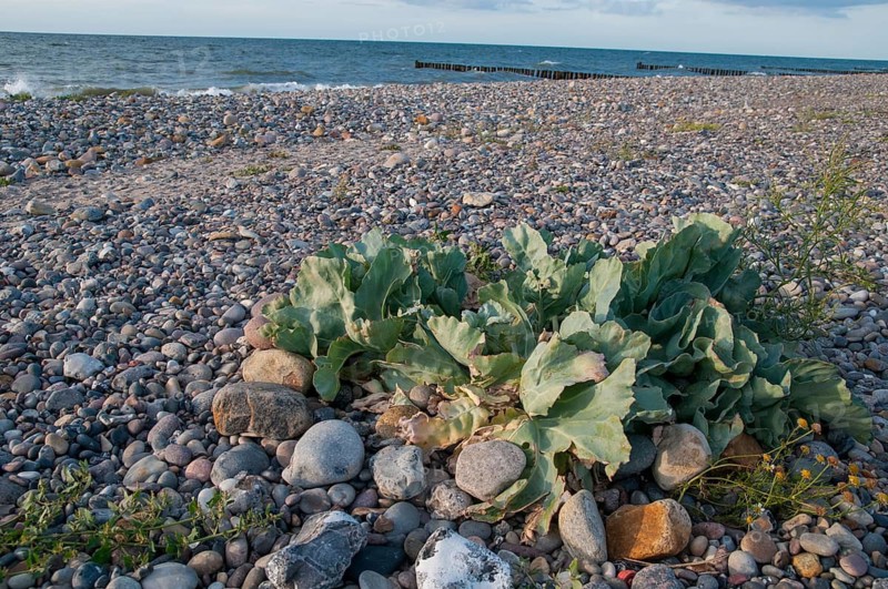 Brassicaceae, Crambe maritima, cruciferous vegetables, sea kale, beach kale, flora, plants, sea kale, seakale