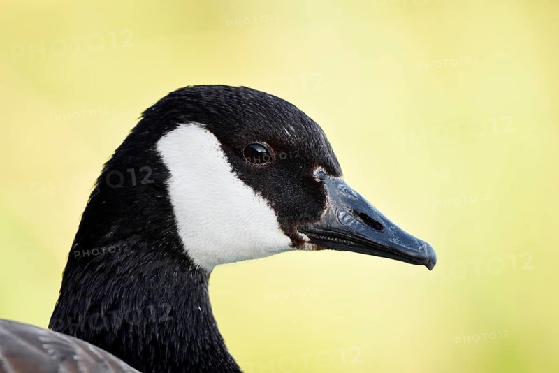 Canada Goose (Branta canadensis), portrait, North Rhine-Westphalia, Germany