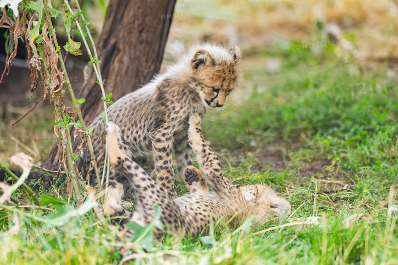 Cheetah (Acinonyx jubatus) youngsters playing with each other, captive, occurrence Africa