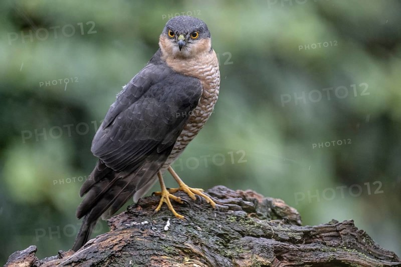 Sparrowhawk (Accipiter nisus), Emsland, Lower Saxony, Germany