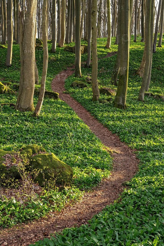 A winding footpath winds its way through green wild garlic (Allium ursinum) in an idyllic deciduous forest in spring, Saubrink-Oberberg Nature Reserve, Ith, Coppenbrügge, Weserbergland, Lower Saxony, Germany