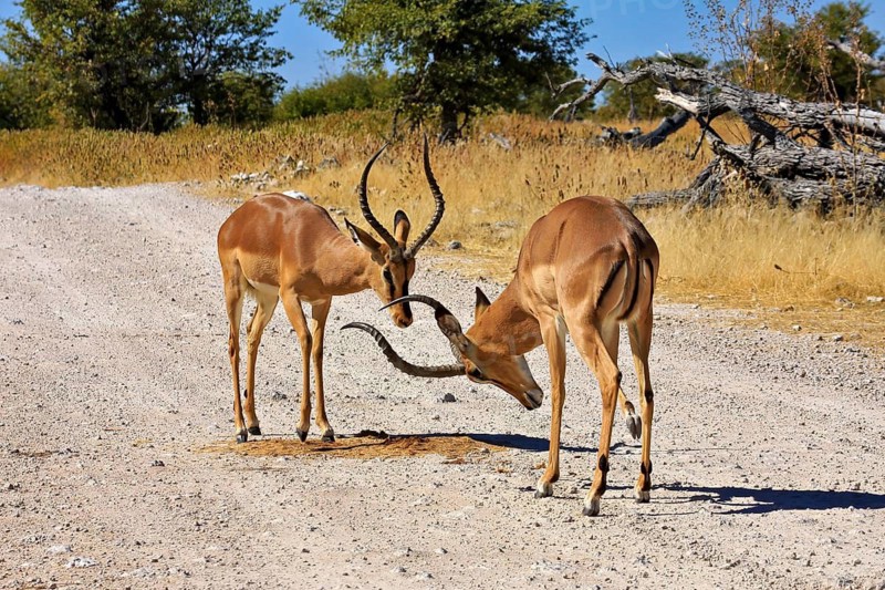 Two antelopes with intertwined horns on a sandy path in a dry savannah landscape, black-nosed impala in Etosha Park in Namibia (Aepyceros Petersi)