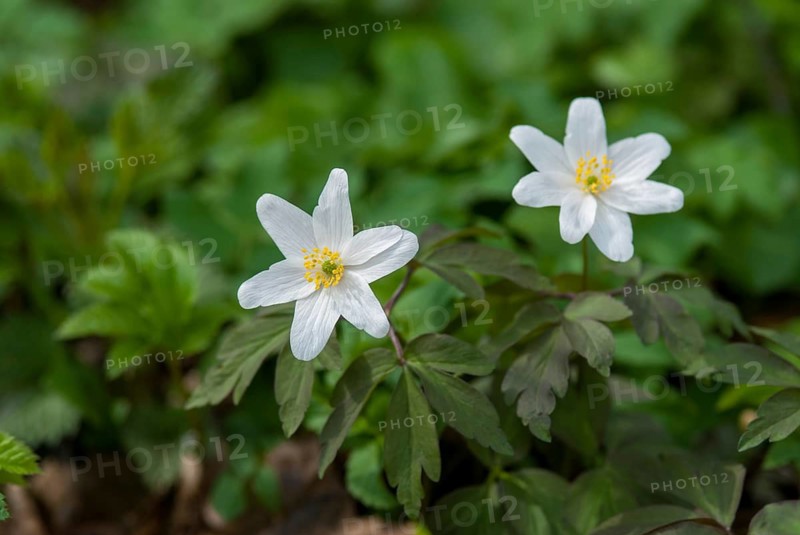 Anemone nemorosa, wood anemone, European thimbleweed, buttercup family, ranunculaceae, flora, spring, plants, smell fox, thimbleweed, windflower, wood anemone, wood anemone