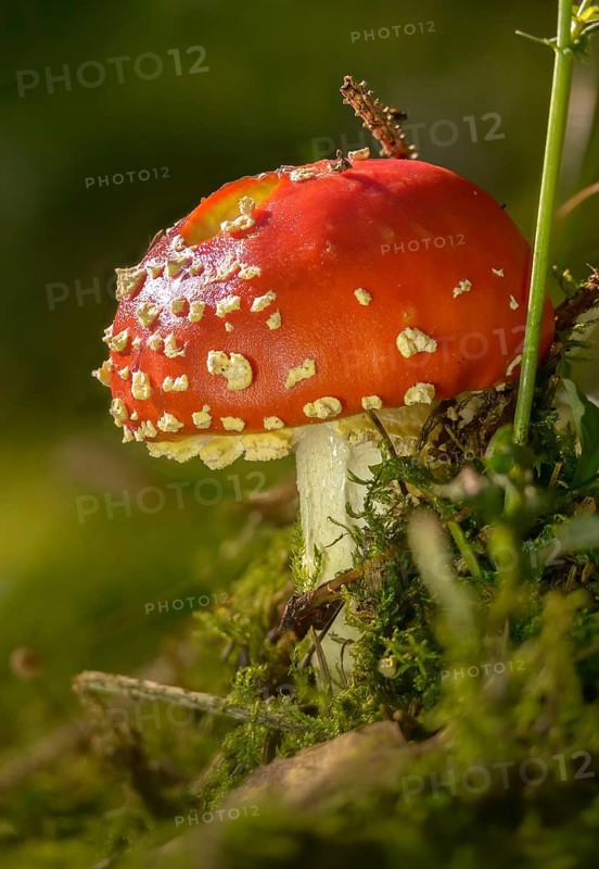 Amanita citrina, amanita muscaria, sweeper, toadstool, chimney sweeper, red toadstool, bead agaric, fly amanita, fungi, fungus, high size, portrait format, mushrooms