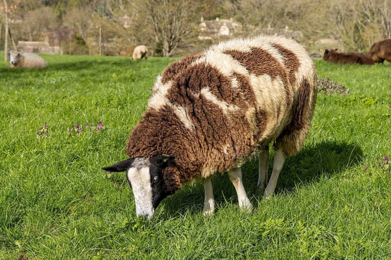 White-brown sheep, Bibury, The Cotswolds, England, Great Britain