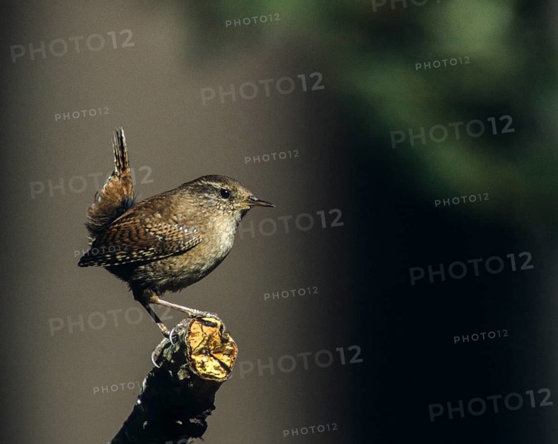 Troglodytes troglodytes, wren, birds, passeri, songbirds, songbirds, birds