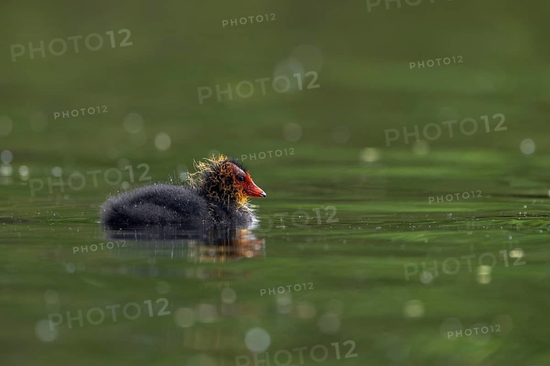 A young coot (Fulica atra) waiting for food, sweet, cute, baby animals, rearing young, alone, May, Germany