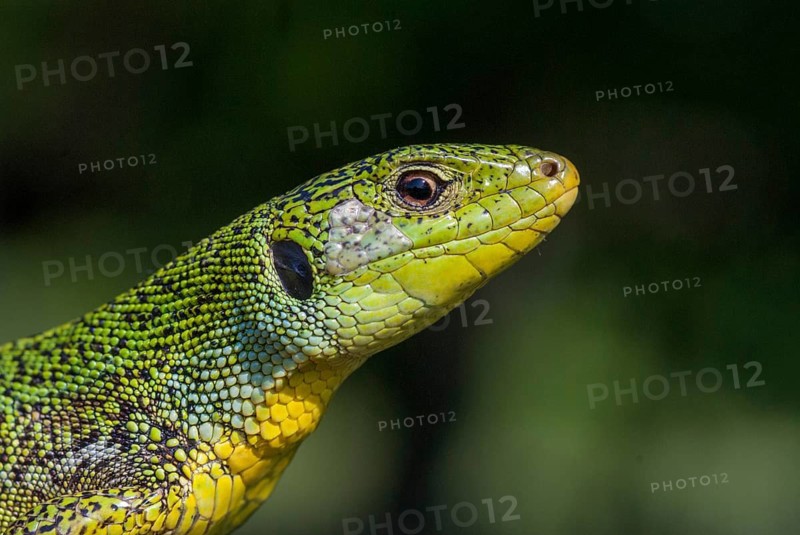 Balkan emerald lizard, Lacerta trilineata, giant spawn lizard, western giant marrow lizard, Bulgaria, critters, lizards, lizards, reptiles, lions, lizards, males, reptilia, reptiles