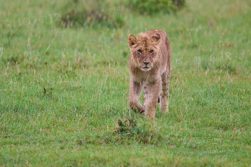 A young lion cub walks purposefully through the thick grass, lion (Panthera leo), Masai Mara National Reserve, Narok County, Kenya