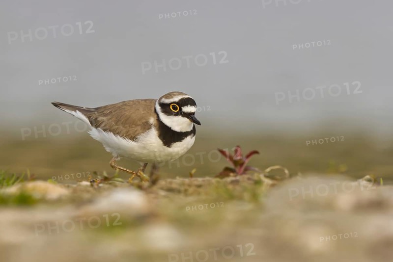 Little Ringed Plover (Charadrius dubius) male foraging, North Rhine-Westphalia, Germany