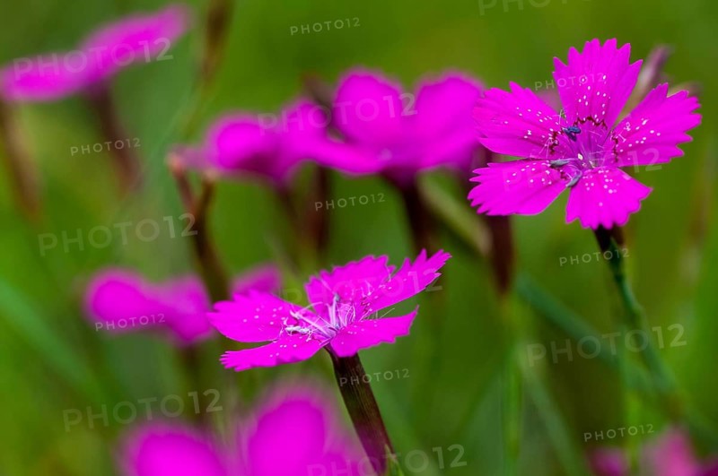 Caryophyllaceae, Dianthus deltoides, heather clove, flora, maiden pink, plants