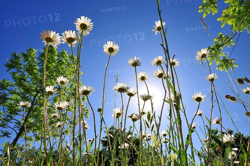 Daisies (Leucanthemum) photographed from a low angle against the bright blue summer sky, Bavaria, Germany