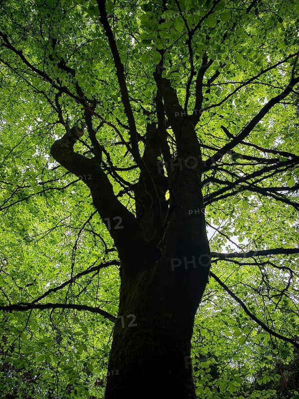 View of a large tree from below with thick green leaves, Rennsteig, Frankenwald nature park Park, Upper Franconia