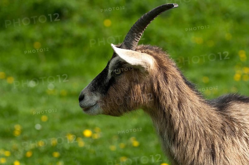 Artiodactyla, Capra aegagrus hircus, even-toed ungulate, domestic goat, cloven-hoofed, domesticated animals, goat, pet, mammals, goat