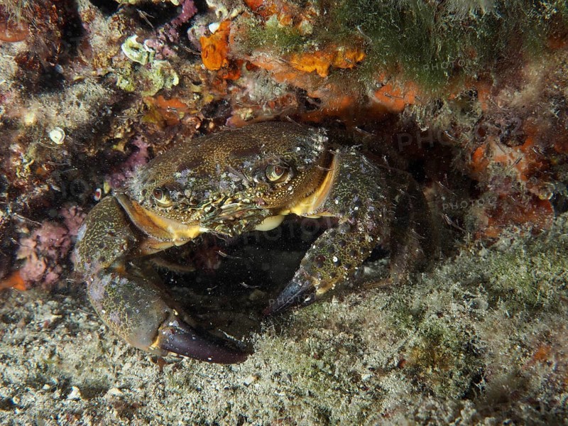 Warty Crab (Eriphia verrucosa) hiding amongst rocks and seaweed underwater, dive site: Hausriff, Stoja, Pula, Croatia, Mediterranean Sea