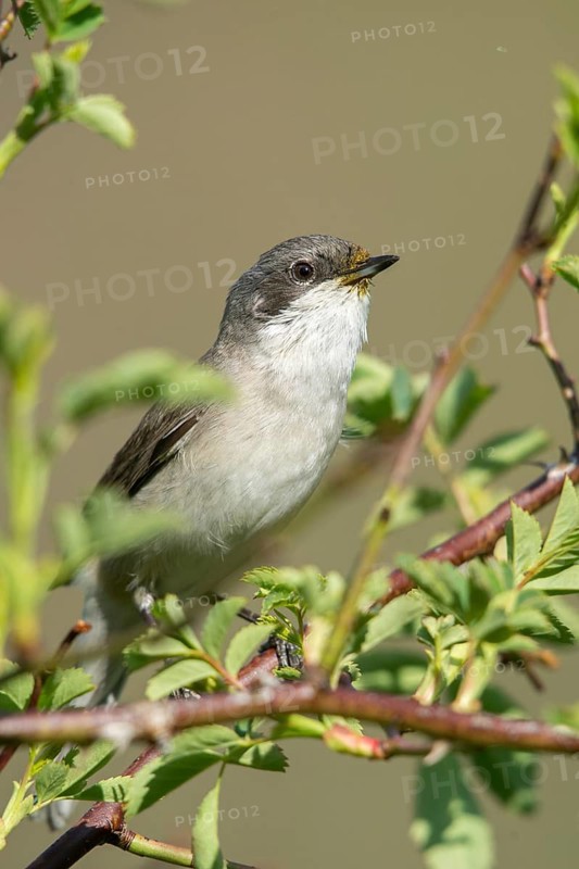Rattleswarbler, Lesser Whitethroat, Sylvia Curruca, Birds, High Size, Portrait, Passeri, Songbirds, Birds, Warbler