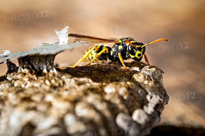 Close-up of a wasp on its nest, its characteristic yellow and black stripes are visible. Field wasps on their fallen nest near Herleshausen, Germany (Polistinae)