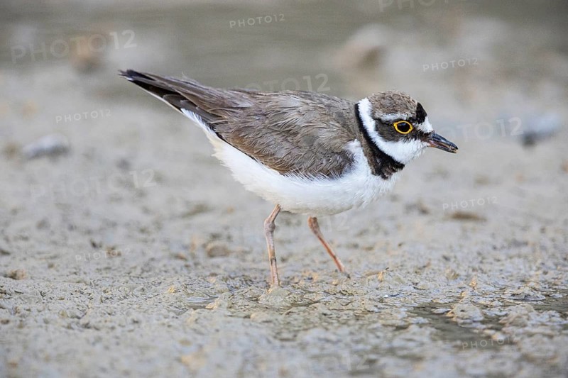 Little Ringed Plover (Charadrius dubius) Germany