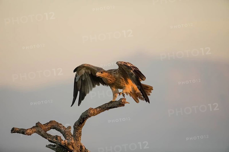 Juvenile Iberian Eagle (Aquila adalberti), Spanish imperial eagle, Extremadura, Castilla La Mancha, Spain