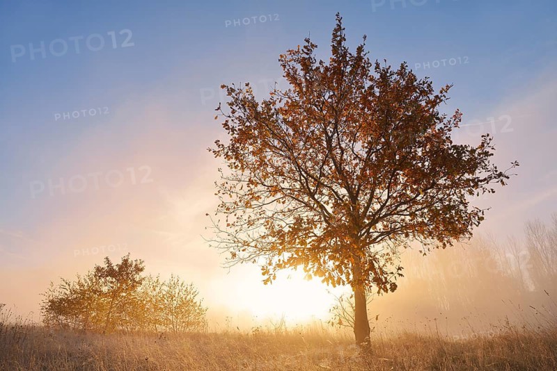 English oak (Quercus robur, Quercus pedunculata) in the morning mist at sunrise, autumn, North Rhine-Westphalia, Germany