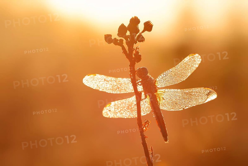 Red-eyed damselfly (Crocothemis erythraea), female backlit at sunrise, North Rhine-Westphalia, Germany
