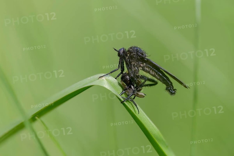 Empididae spec, dance fly spec, balloon flies, prey, dagger flies, diptera, insects, insects, hunting, two-winged
