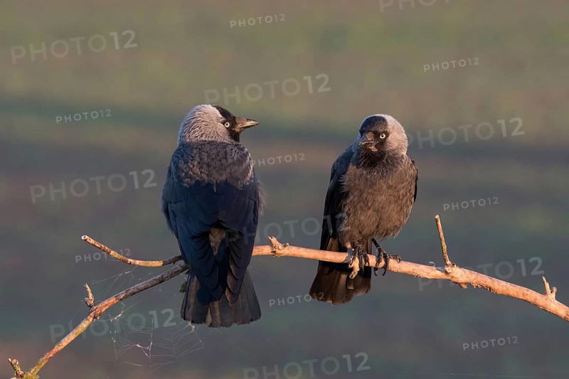 Western Jackdaw (Coloeus monedula) perched on a branch, Puszta, Hungary