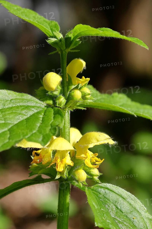 Golden nettle, yellow dead-nettle, golden dead-nettle (Lamium galeobdolon), Wilnsdorf, North Rhine-Westphalia, Germany