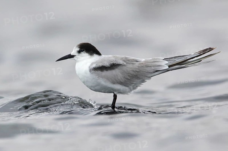 Common Tern-longipennis (Sterna hirundo longipennis), Victoria, Australia