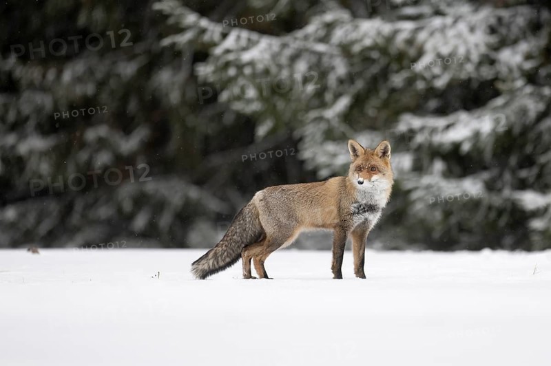 Red fox in the snow, Steinborn, Rhineland-Palatinate, Germany