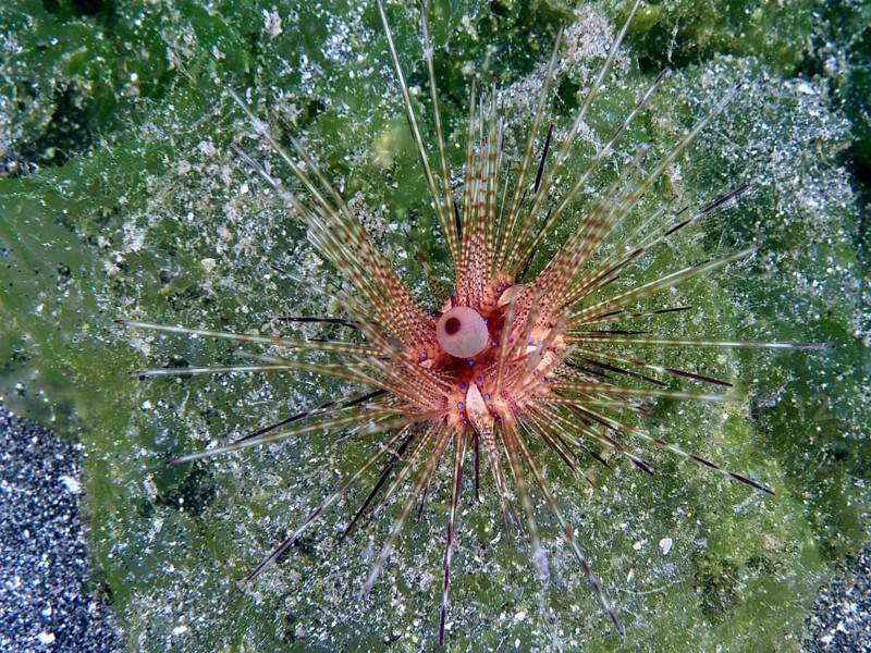 A translucent sea urchin with long spines, a Variable Fire Urchin, a blue-spotted sea urchin (Astropyga radiata), on a green algae structure, at the Secret Bay dive site, Gilimanuk, Bali, Indonesia