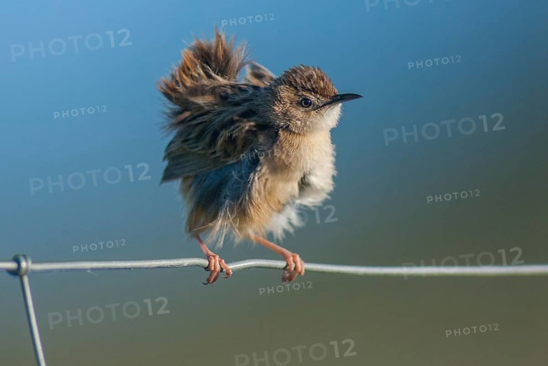 Cist-singer, cisticola juncidis, fan-tailed warbler, cist-singer, zitting cisticola, birds, extremadura, plumage care, passeri, preening, songbirds, Spain, birds
