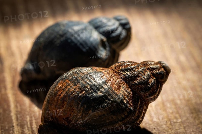 Periwinkles (Littorina littorea) smoothed by the sea and sand, Houvig, North Sea, Denmark