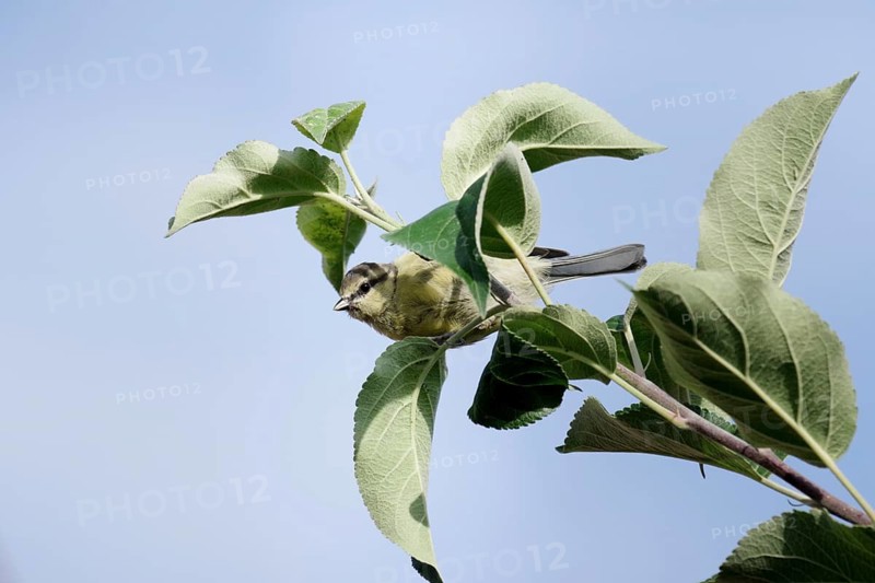 Blue Tit (Cyanistes caeruleus), close-up, juvenile, summer, the tit is perched on a branch of an apple tree