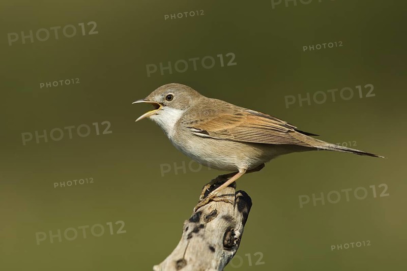 Common Whitethroat (Sylvia communis) female singing, Liguria, Italy