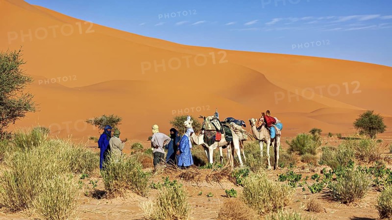 Group with camels in a sandy, vegetation-poor desert landscape, Tuareg with his camel caravan in the Sahara in Algeria