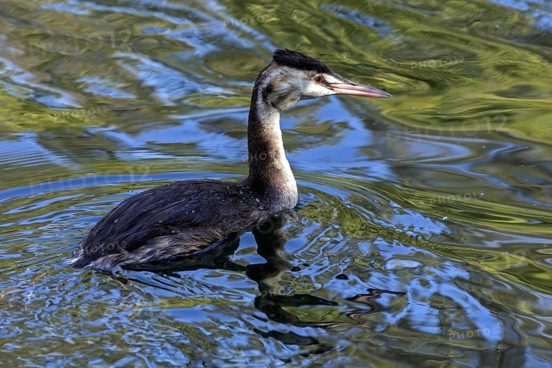 Great crested grebe (Podiceps Scalloped ribbonfish) swimming in the water, Bolle di Magadino nature reserve in Magadino, Ticino, Switzerland