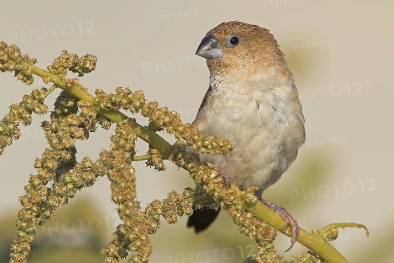 African Silverbill (Euodice cantans), Oman