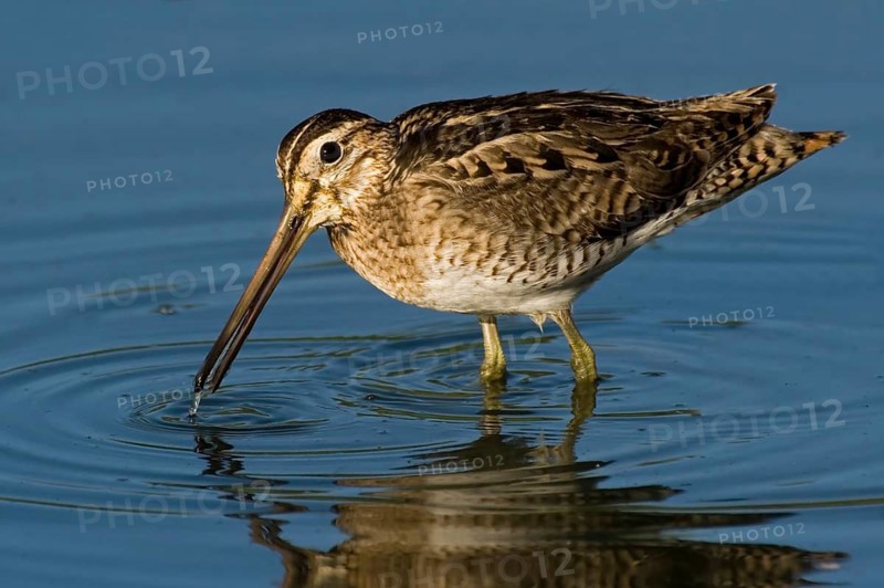 Swinhoe's Snipe (Gallinago megala), Western Australia, Australia
