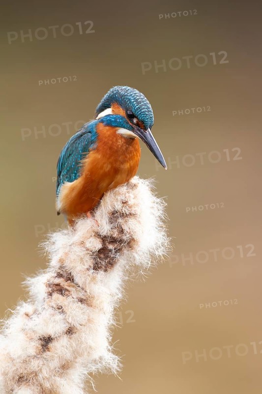 Common kingfisher (Alcedo atthis) adult male bird on a Bullrush plant seed head, England, United Kingdom