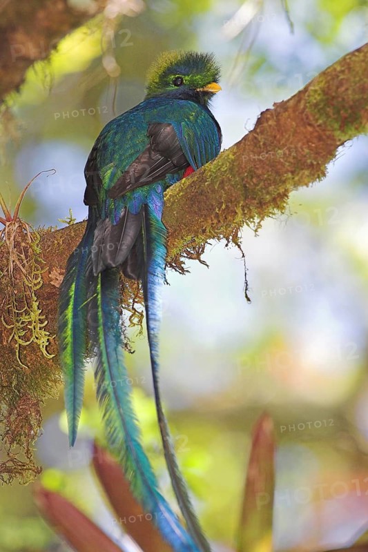 Resplendent Quetzal (Pharomachrus mocinno), Costa Rica