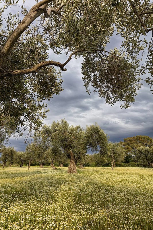 Landscape, Greece, thunderstorm, thunderstorm atmosphere, olive tree, olive grove. Olive, flower meadow, Lesbos Island, Lesbos, Greece