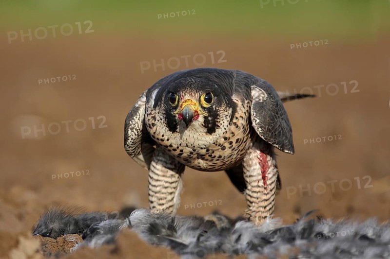 Peregrine Falcon (Falco peregrinus) female, Baden-Wuerttemberg, Germany