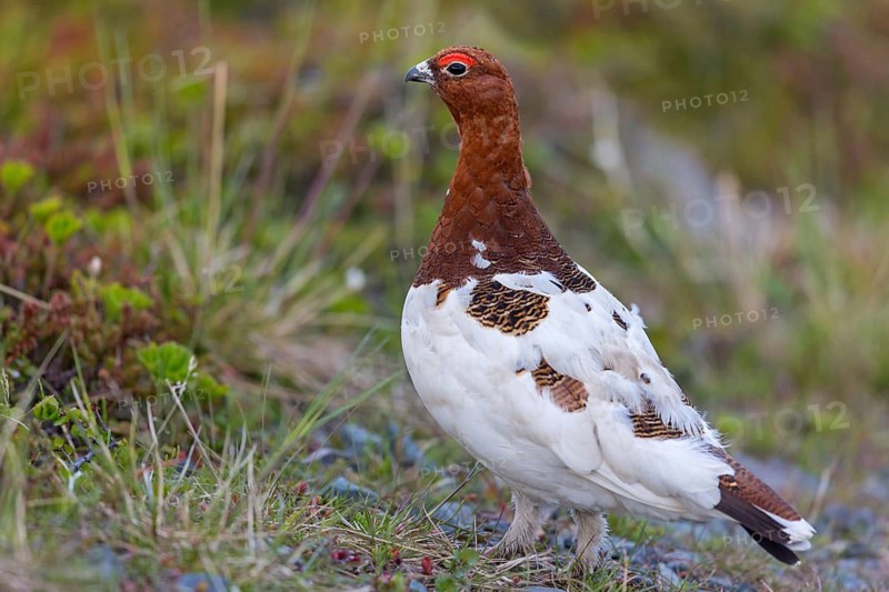 Grouse, ptarmigan, pheasant family, ruffed grouse, (Lagopus lagopus), animals, birds, chickens, Varanger, Finnmark, Norway