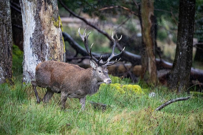 Red deer (Cervus elaphus) Rutting behaviour captive Germany