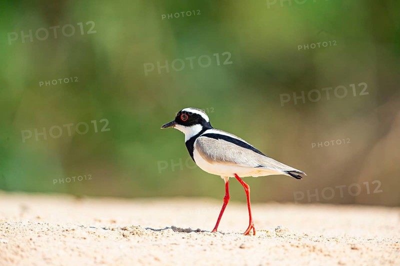 Cayenne plover (Vanellus cayanus) Pantanal Brazil