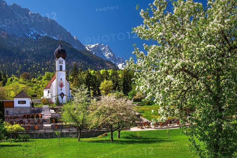 Parish church in Obergrainau with blooming trees and the Zugspitze 2962m in spring, Grainau, Werdenfelser Land, Upper Bavaria, Bavaria, Germany